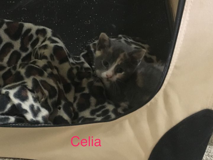 Celia 1