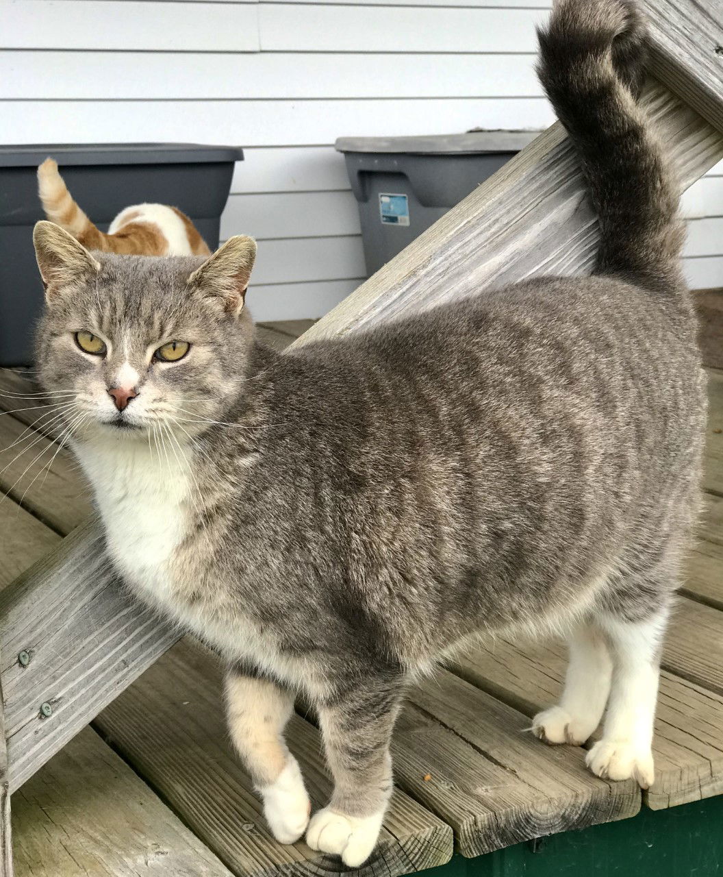 Lea Lamb, an adoptable Domestic Short Hair in Sistersville, WV, 26175 | Photo Image 1