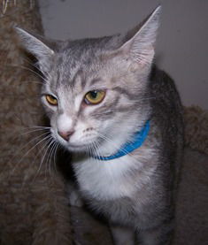 Lea Lamb, an adoptable Domestic Short Hair in Sistersville, WV, 26175 | Photo Image 3