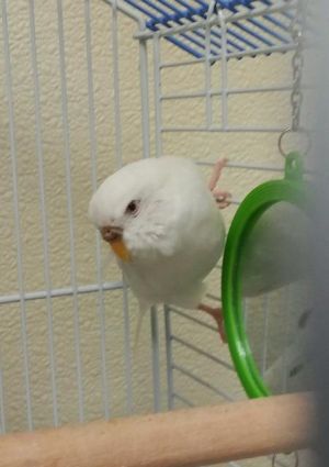 Bonnie - White Parakeet