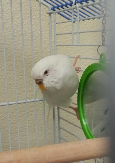Bonnie - White Parakeet 1