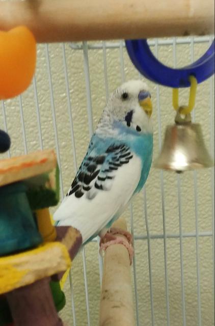 Clyde - blue parakeet 1