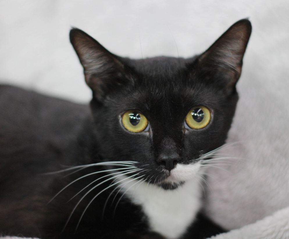 Boots M, an adoptable Domestic Short Hair in Cary, NC, 27511 | Photo Image 1