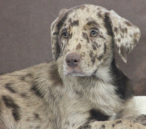 Cabo, an adopted Labrador Retriever & Catahoula Leopard Dog Mix in Reston, VA_image-1