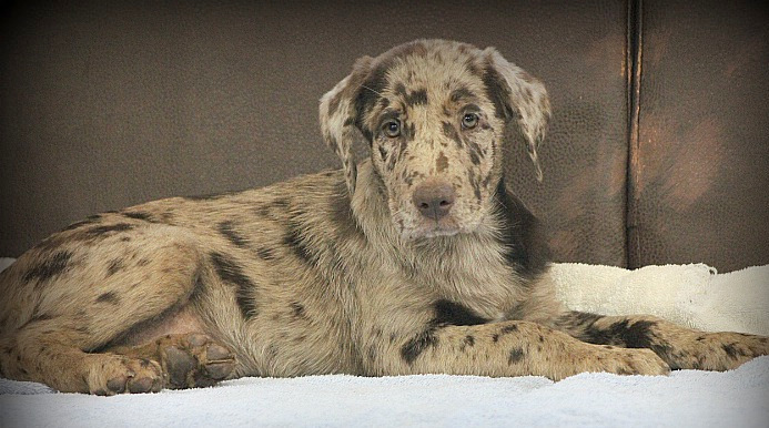 Cabo, an adopted Labrador Retriever & Catahoula Leopard Dog Mix in Reston, VA_image-3