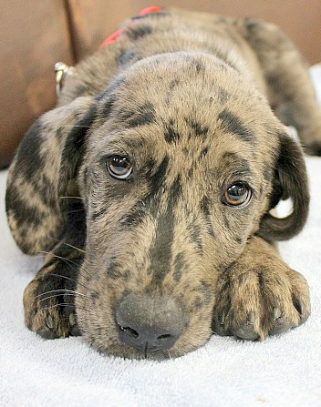 Cosmo, an adopted Labrador Retriever & Catahoula Leopard Dog Mix in Reston, VA_image-1