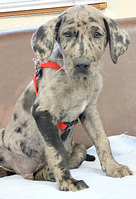Cosmo, an adopted Labrador Retriever & Catahoula Leopard Dog Mix in Reston, VA_image-3