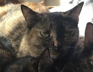 Charli and her sister Dottie are gorgeous tortoiseshell cats who were trapped with their feral mama