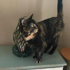 Dottie and her sister Charli are gorgeous tortoiseshell cats who were trapped with their feral mama