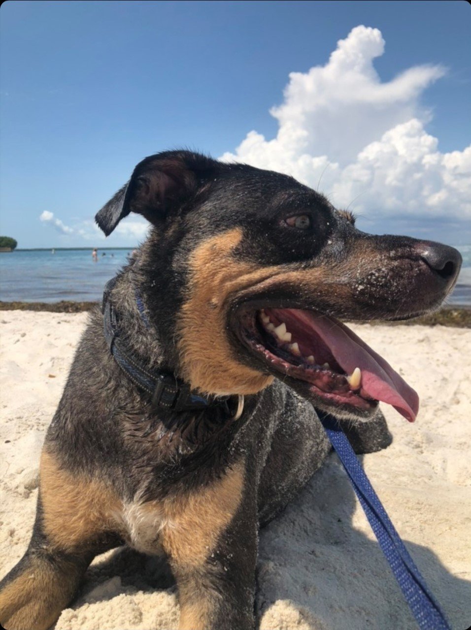 Kilo, an adoptable Hound, Shepherd in Key Largo, FL, 33037 | Photo Image 1