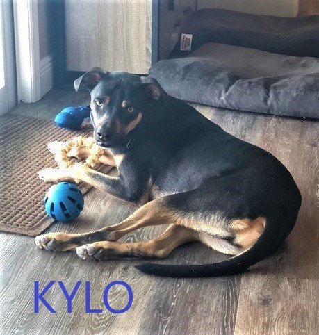 Kilo, an adoptable Hound, Shepherd in Key Largo, FL, 33037 | Photo Image 3