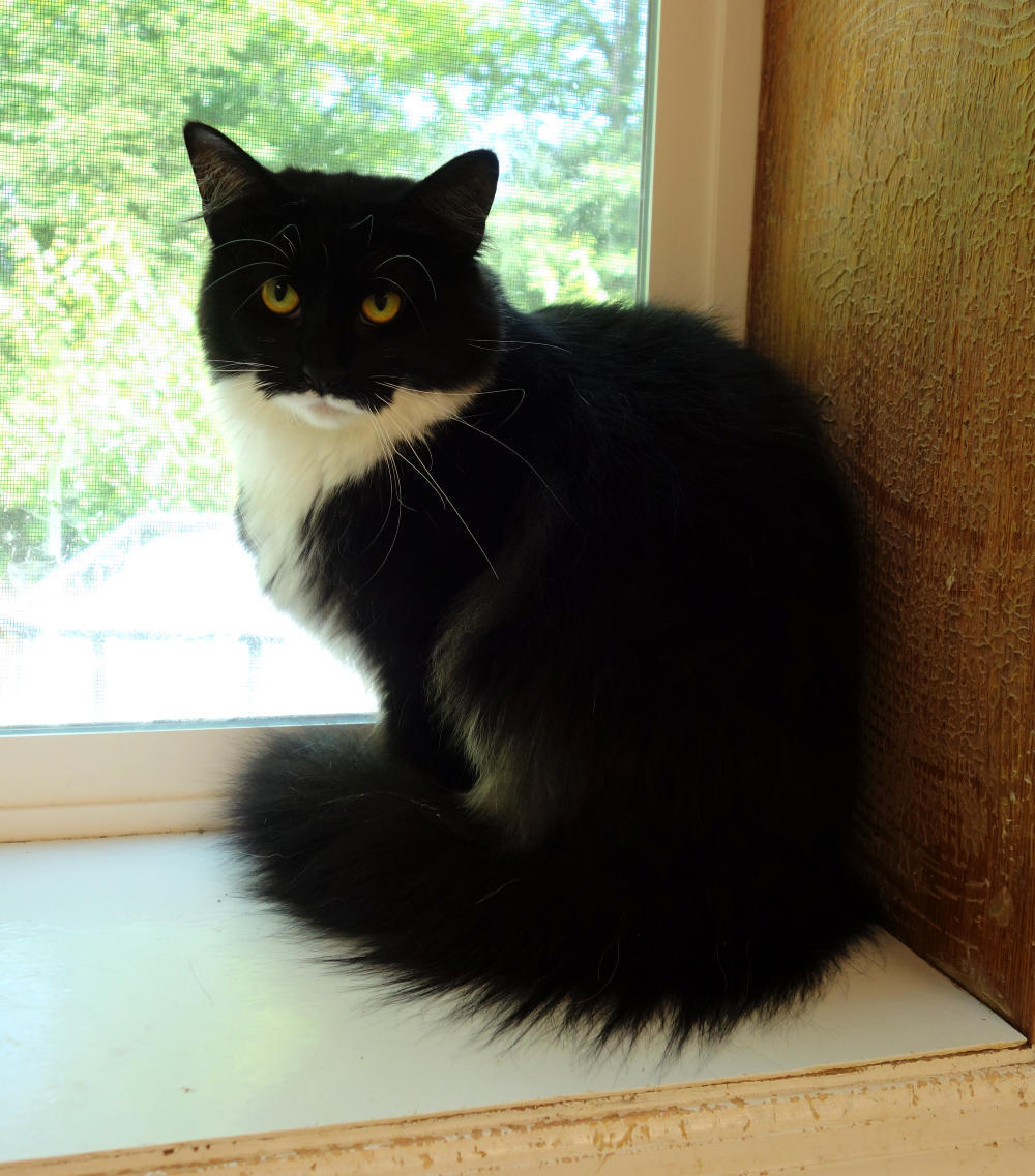 Tammy, an adoptable Domestic Long Hair in Gouldsboro, PA, 18424 | Photo Image 1