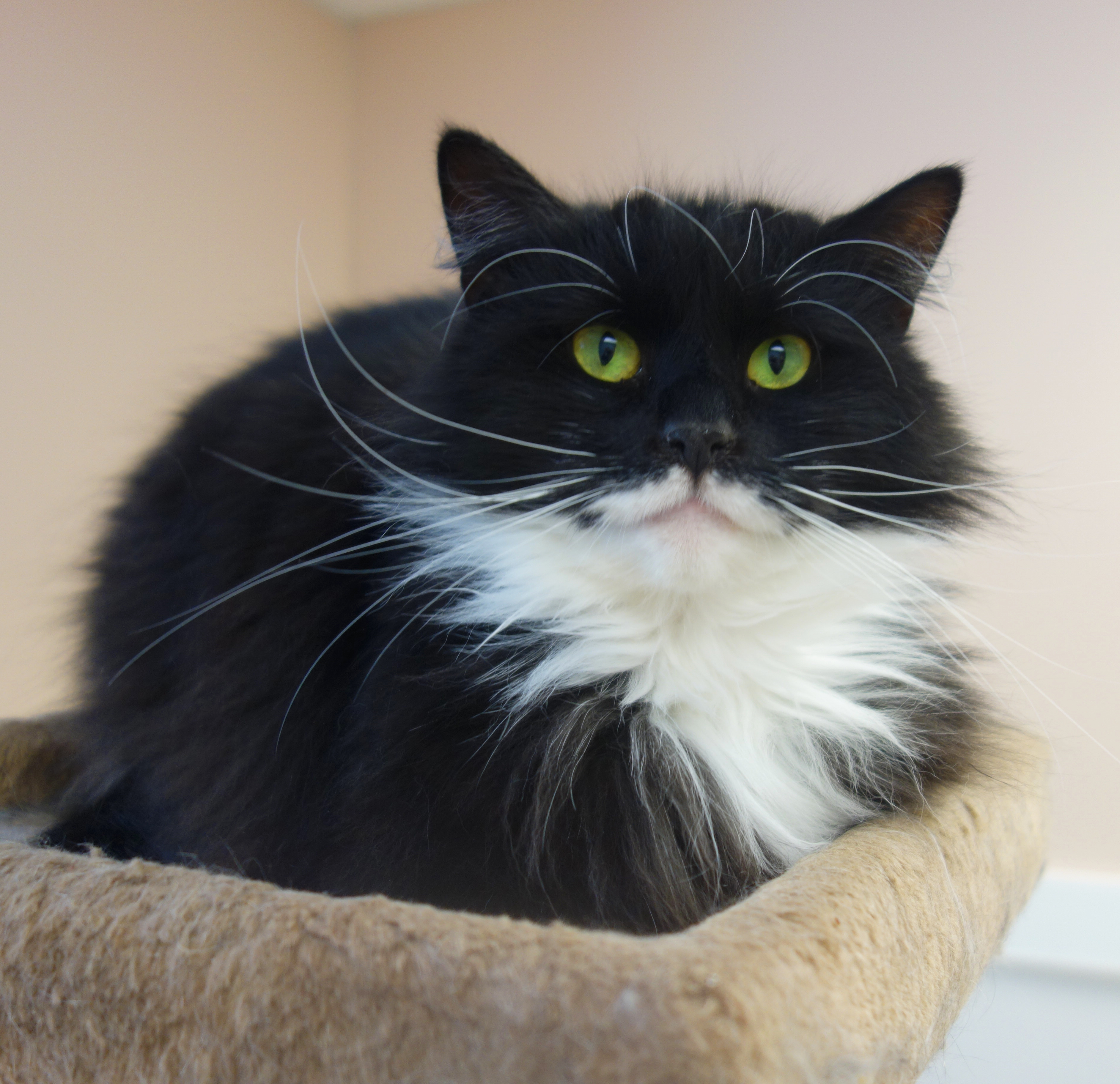 Tammy, an adoptable Domestic Long Hair in Gouldsboro, PA, 18424 | Photo Image 2