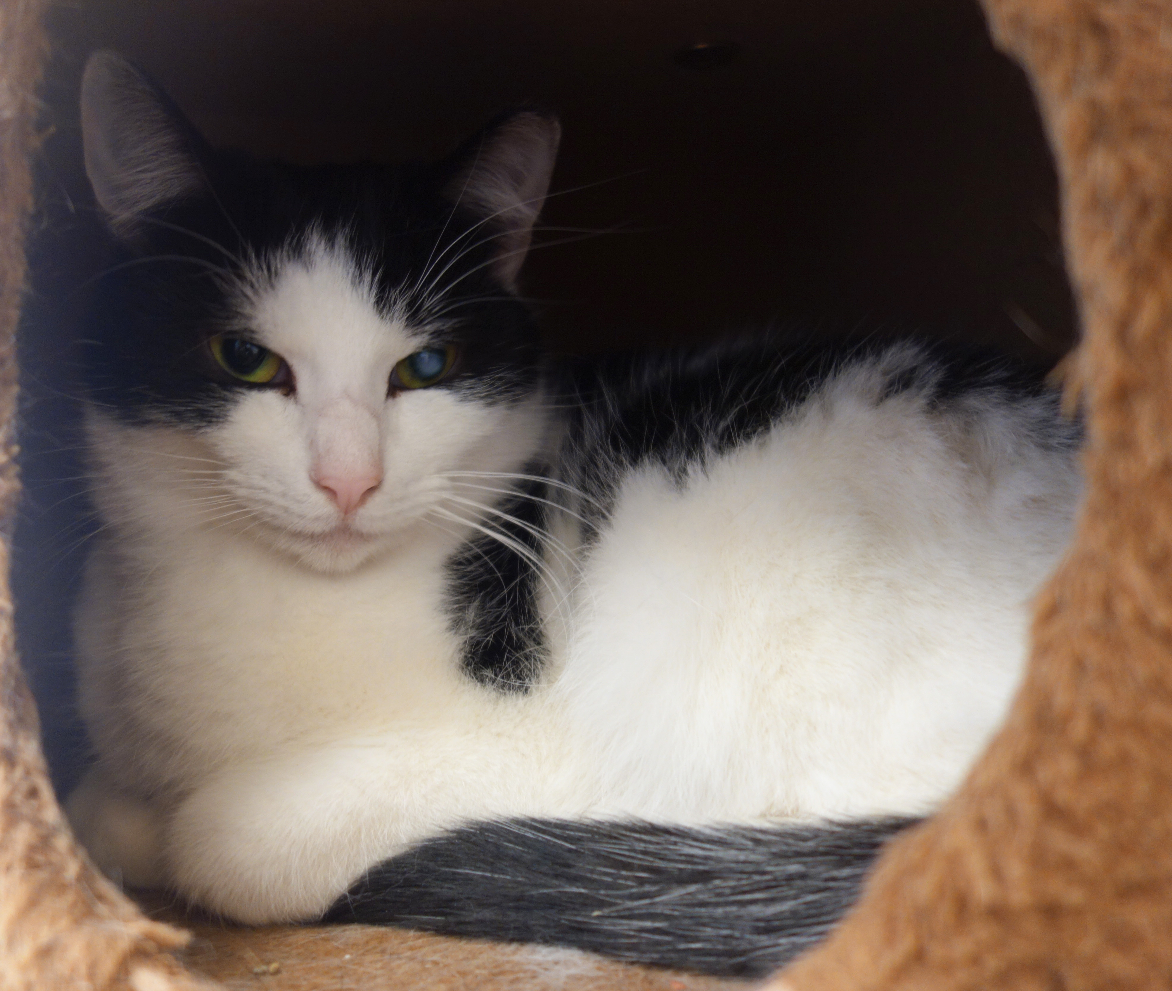 Solo, an adoptable Domestic Short Hair in Gouldsboro, PA, 18424 | Photo Image 3