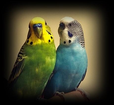 Blue and Jay, an adopted Parakeet (Other) in Jacksonville, FL_image-1