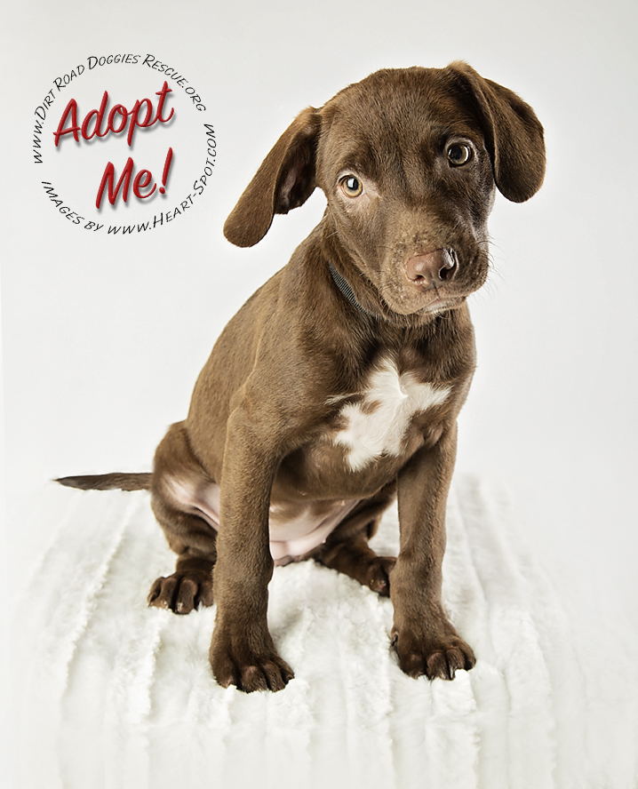 Emma Lou, an adopted Chocolate Labrador Retriever & Labrador Retriever Mix in Gillsville, GA_image-1