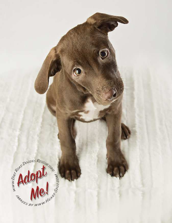Emma Lou, an adopted Chocolate Labrador Retriever & Labrador Retriever Mix in Gillsville, GA_image-2