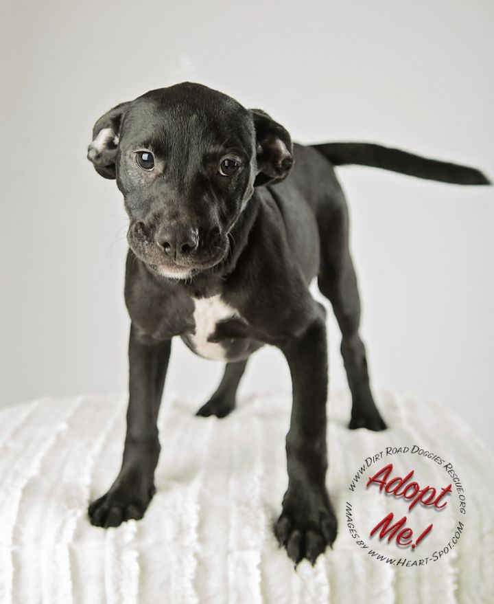 Nappie, an adopted Black Labrador Retriever & Labrador Retriever Mix in Gillsville, GA_image-6