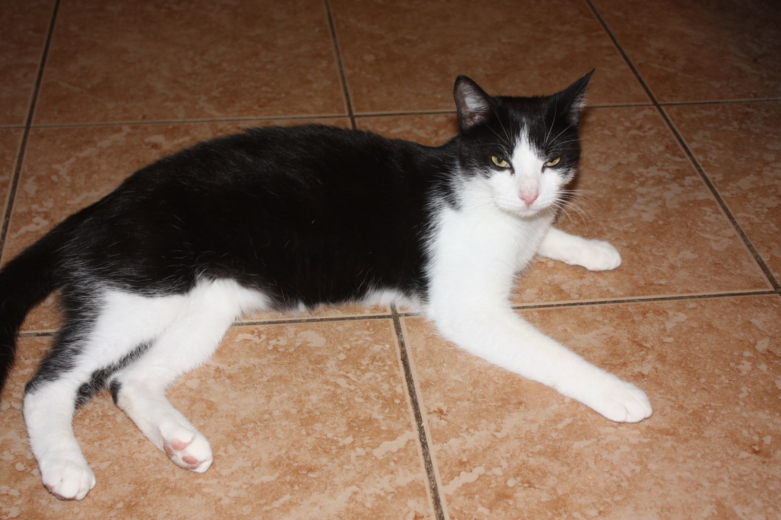 OREO, an adoptable Tuxedo, Domestic Medium Hair in Cypress, TX, 77433 | Photo Image 2