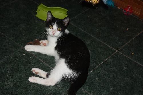 OREO, an adoptable Tuxedo, Domestic Medium Hair in Cypress, TX, 77433 | Photo Image 1