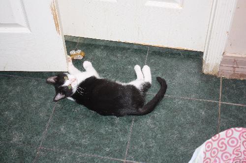 OREO, an adoptable Tuxedo, Domestic Medium Hair in Cypress, TX, 77433 | Photo Image 3