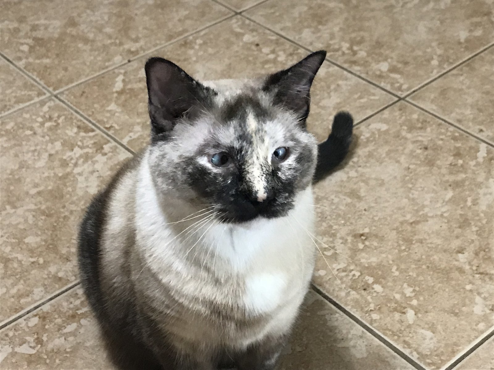 Skittles, an adoptable Siamese, Domestic Short Hair in Cypress, TX, 77433 | Photo Image 1