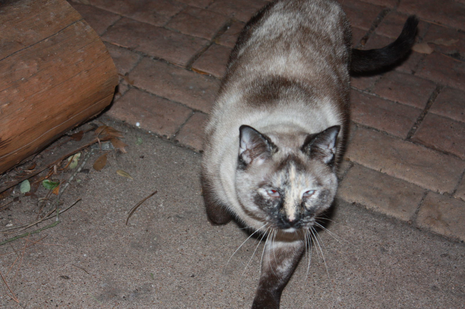 Skittles, an adoptable Siamese, Domestic Short Hair in Cypress, TX, 77433 | Photo Image 2