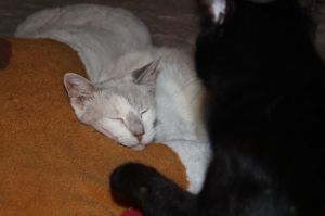 Lisa, Adult Female unknown