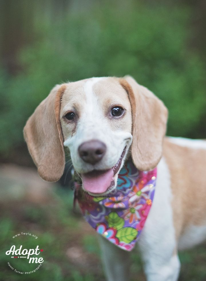 Lizzy, an adopted Beagle in Kingwood, TX_image-1