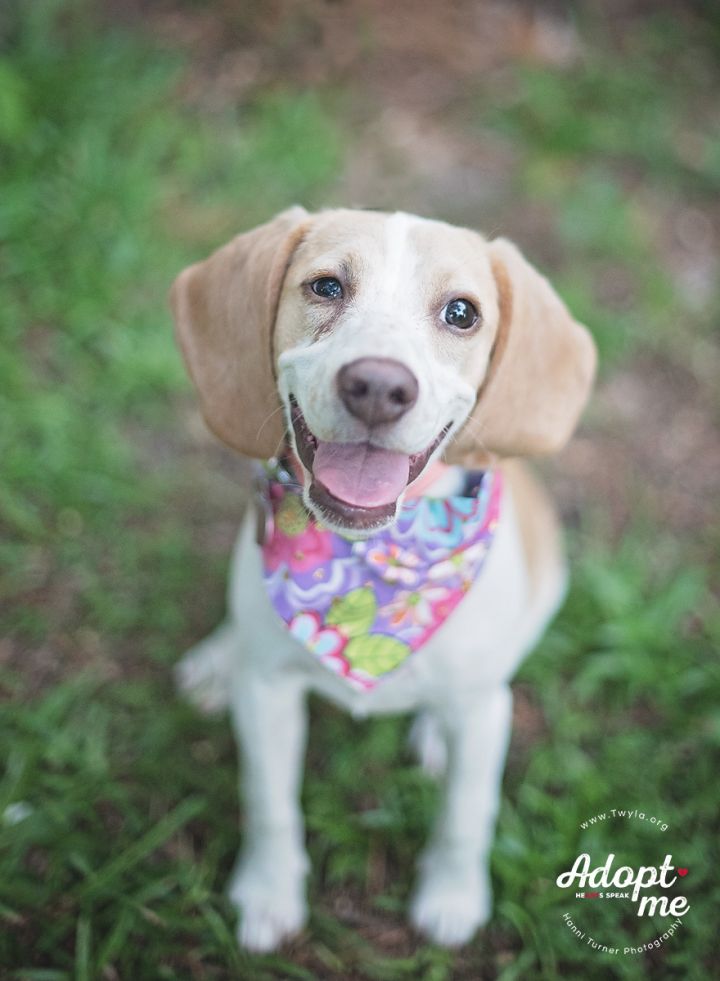 Lizzy, an adopted Beagle in Kingwood, TX_image-6