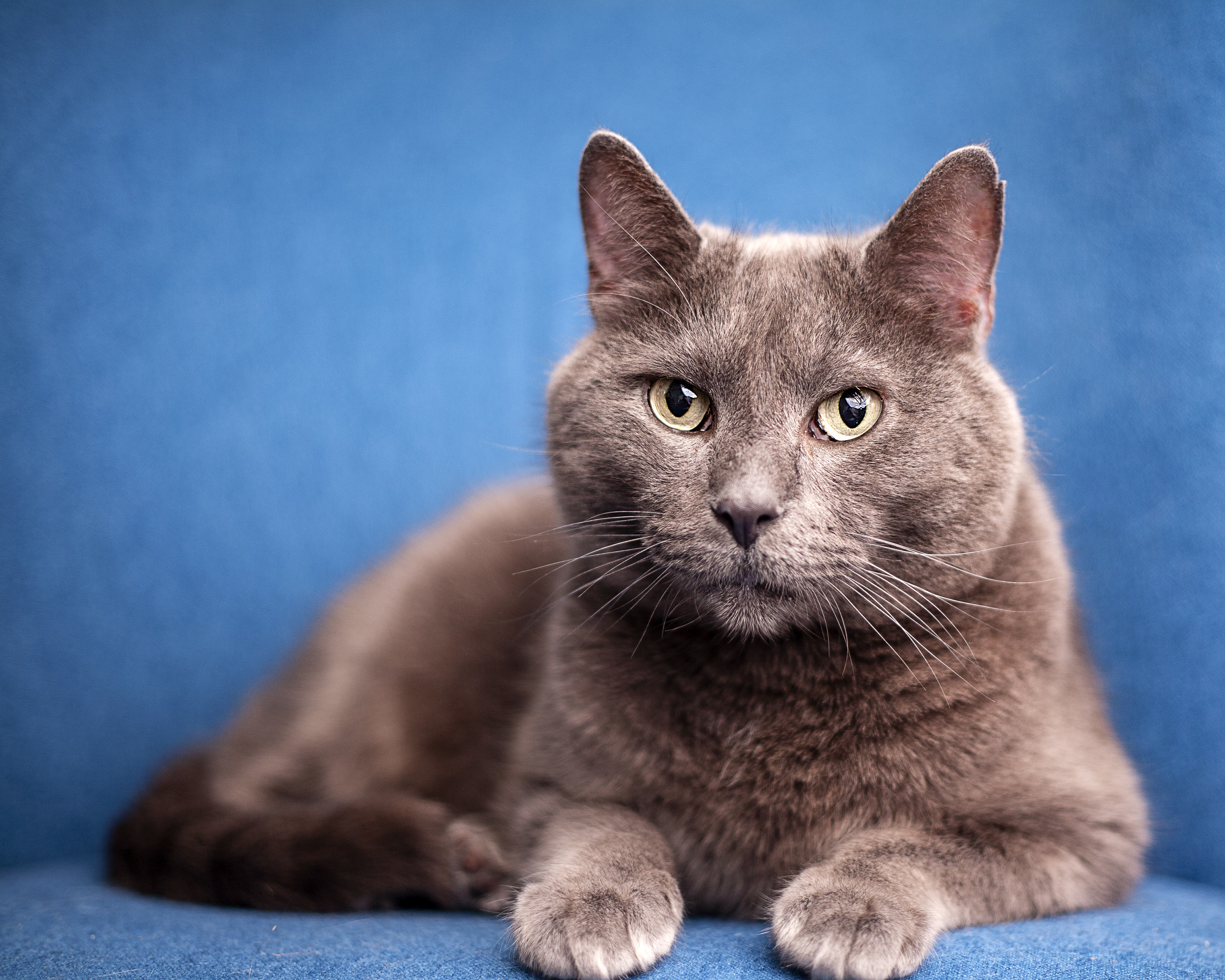 Dean, an adoptable Domestic Short Hair in Springfield, IL, 62705 | Photo Image 1