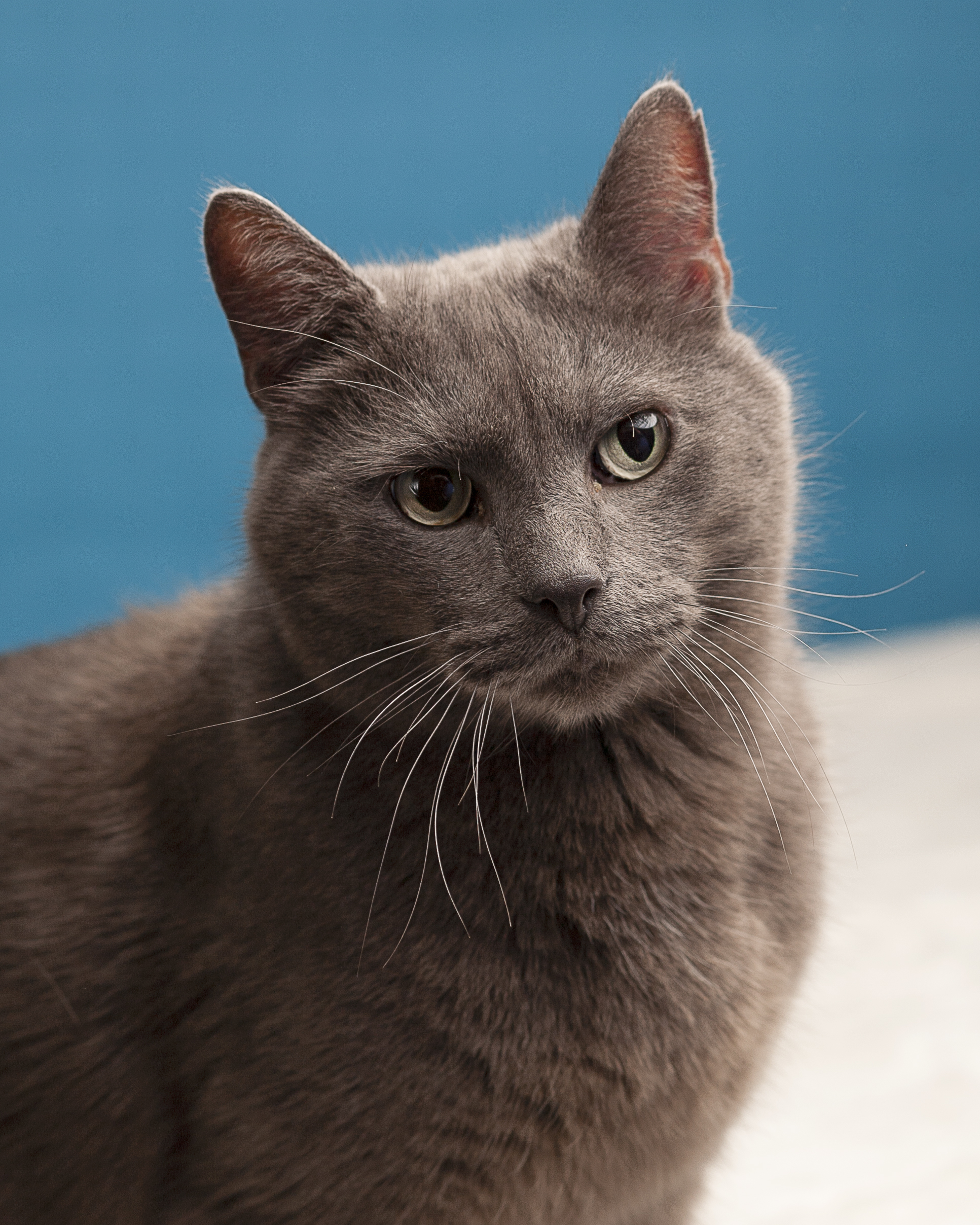 Dean, an adoptable Domestic Short Hair in Springfield, IL, 62705 | Photo Image 4