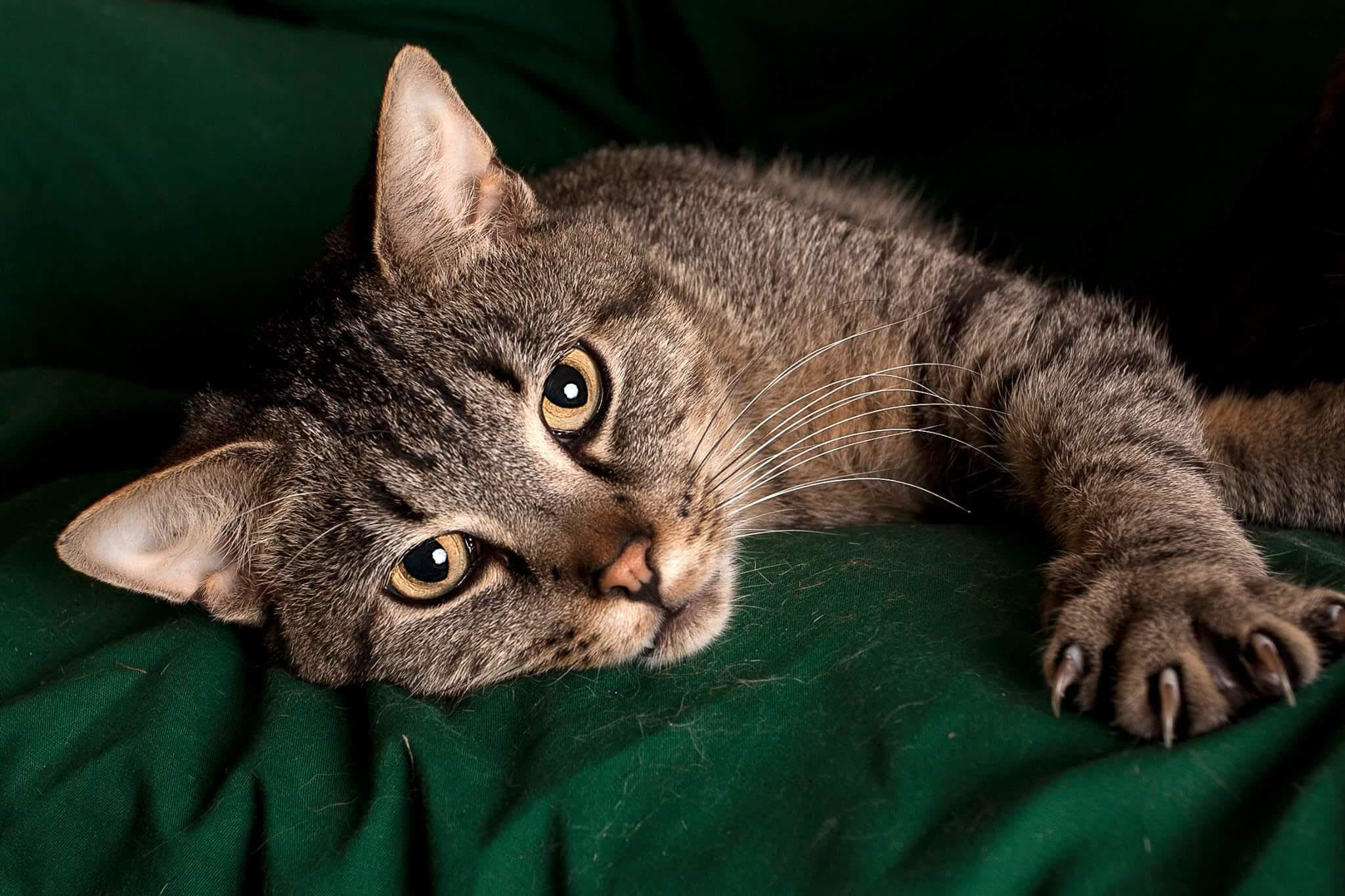 Gibson, an adoptable Domestic Short Hair in Springfield, IL, 62705 | Photo Image 1