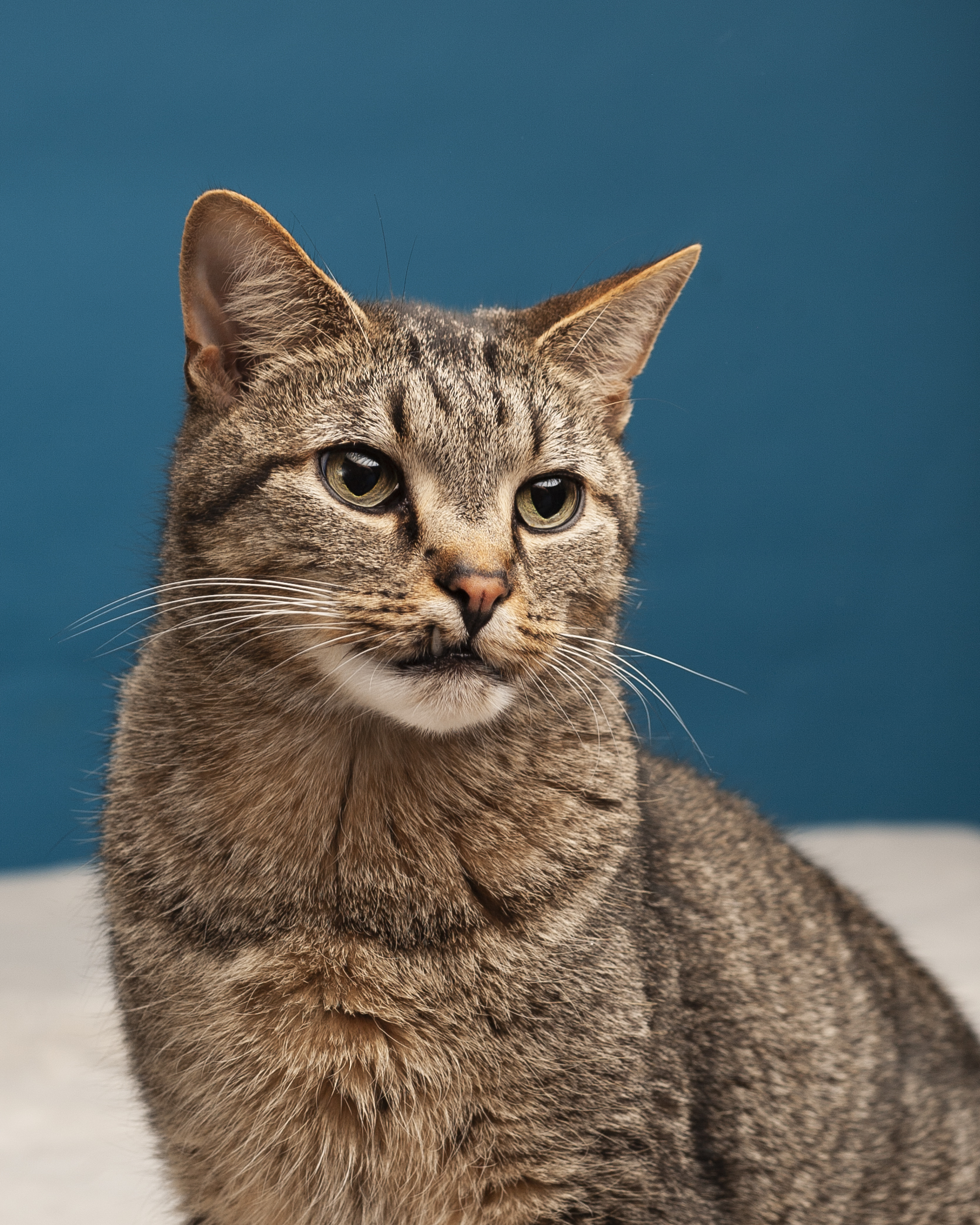 Gibson, an adoptable Domestic Short Hair in Springfield, IL, 62705 | Photo Image 2