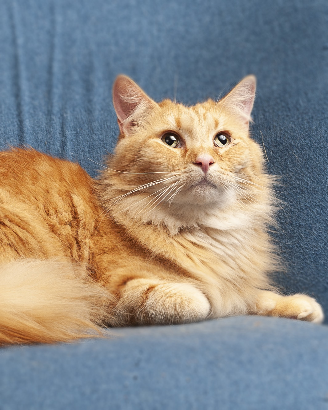 Squier, an adoptable Domestic Medium Hair in Springfield, IL, 62705 | Photo Image 3