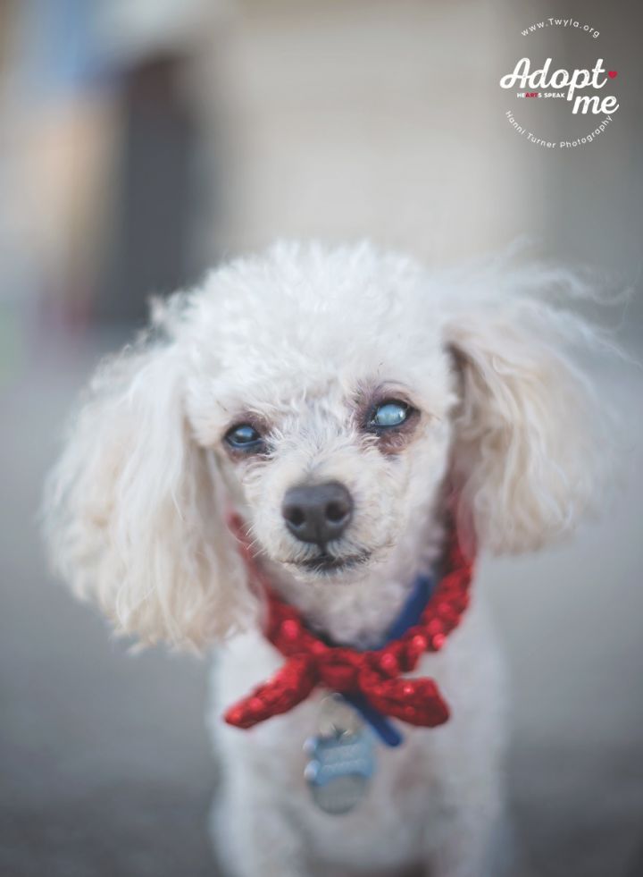 Rufio, an adopted Poodle in Kingwood, TX_image-1