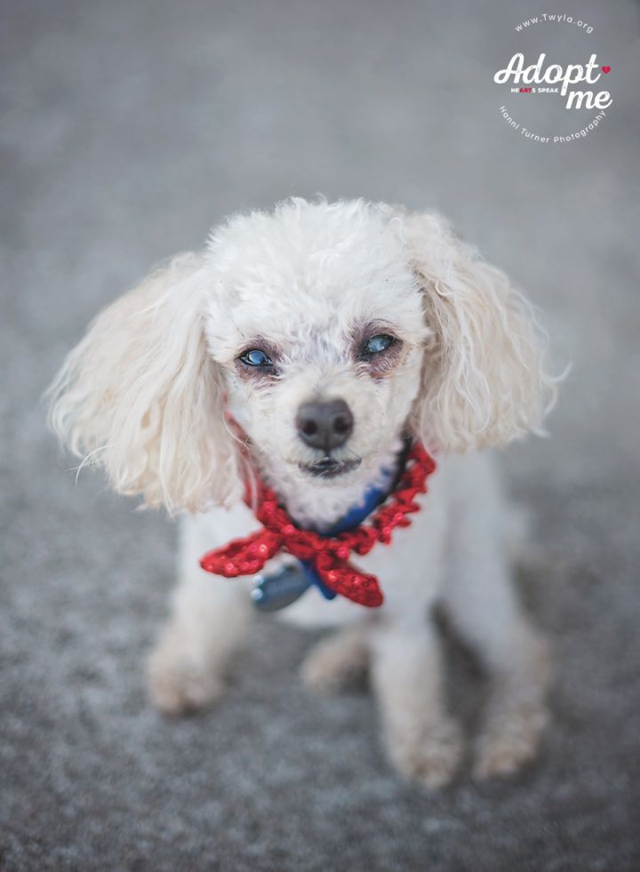 Rufio, an adopted Poodle in Kingwood, TX_image-6