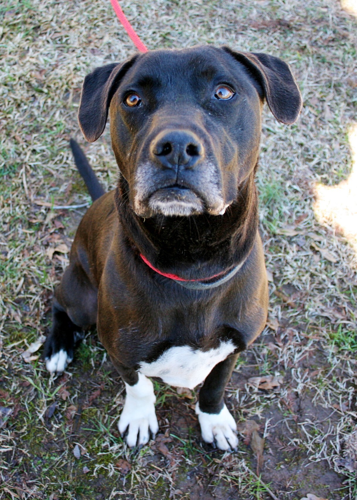 Zip, an adoptable Retriever in Dawsonville, GA, 30534 | Photo Image 2