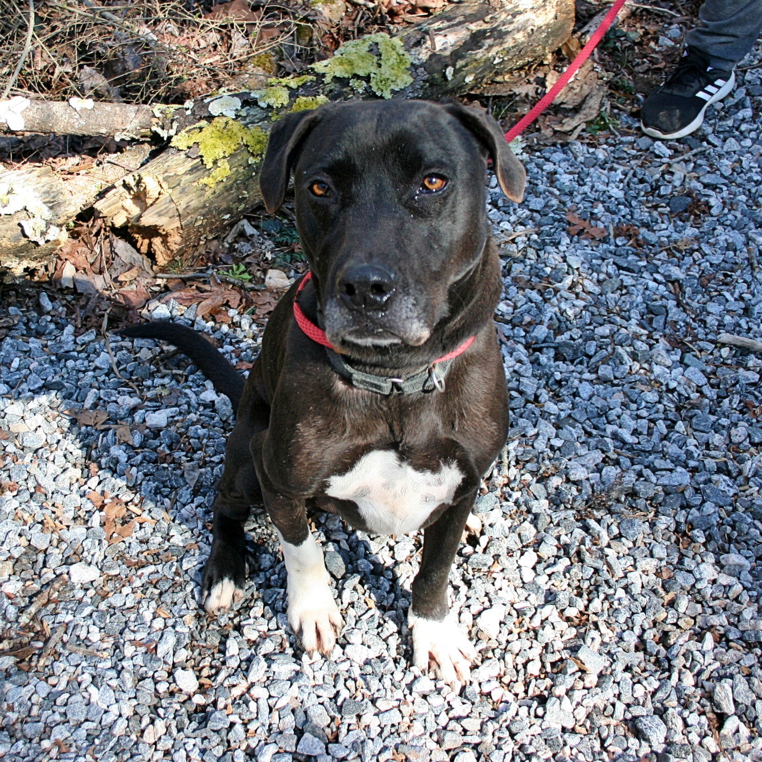 Zip, an adoptable Great Dane in Dawsonville, GA, 30534 | Photo Image 1