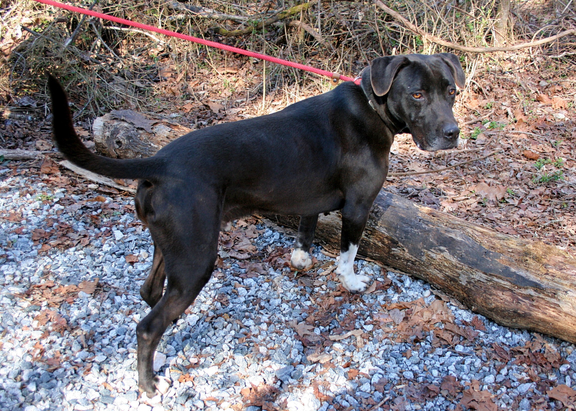 Zip, an adoptable Retriever in Dawsonville, GA, 30534 | Photo Image 3