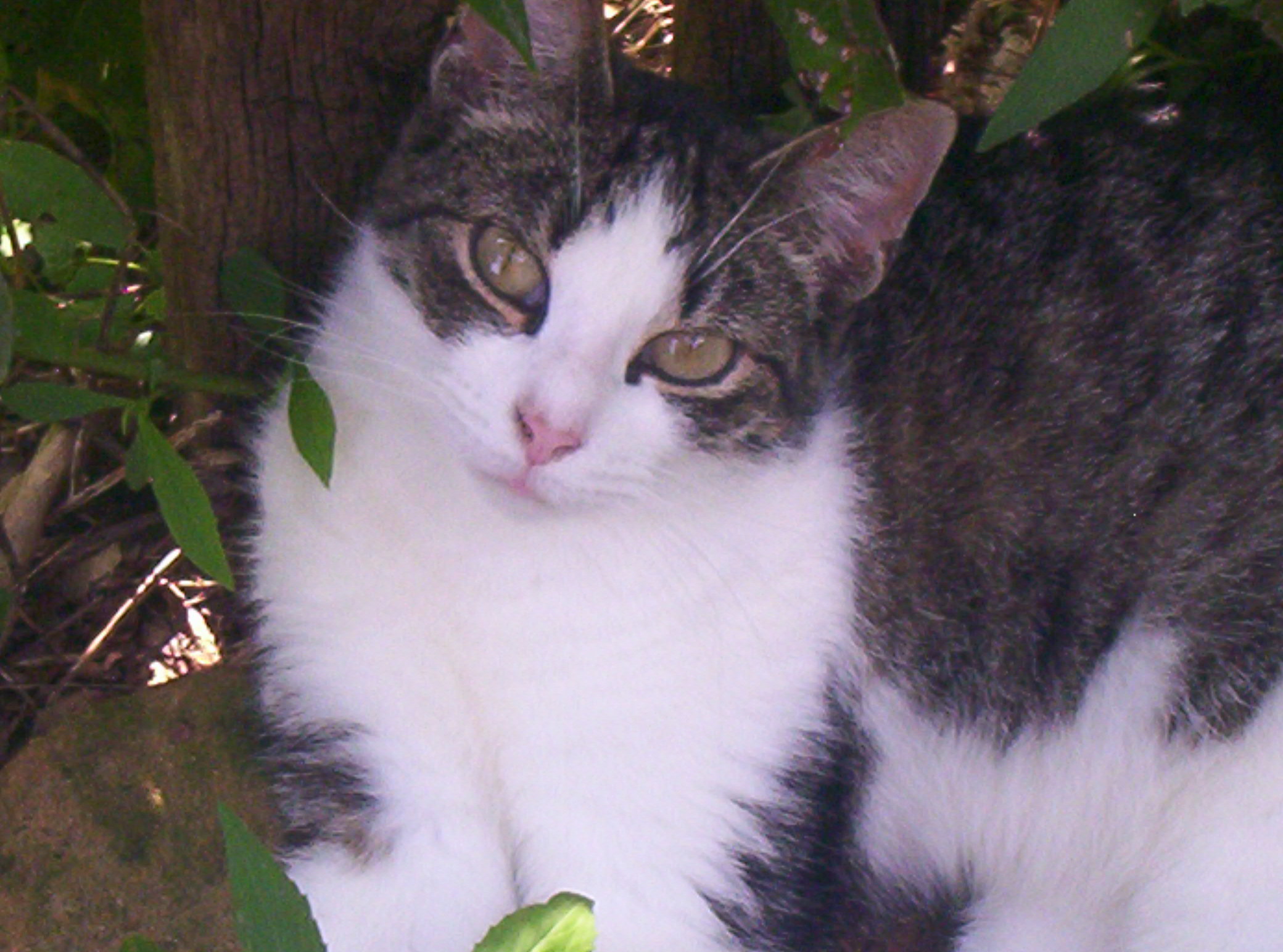 Sadie--Very Sweet, an adoptable Tiger, Domestic Short Hair in Perrysville, OH, 44864 | Photo Image 2