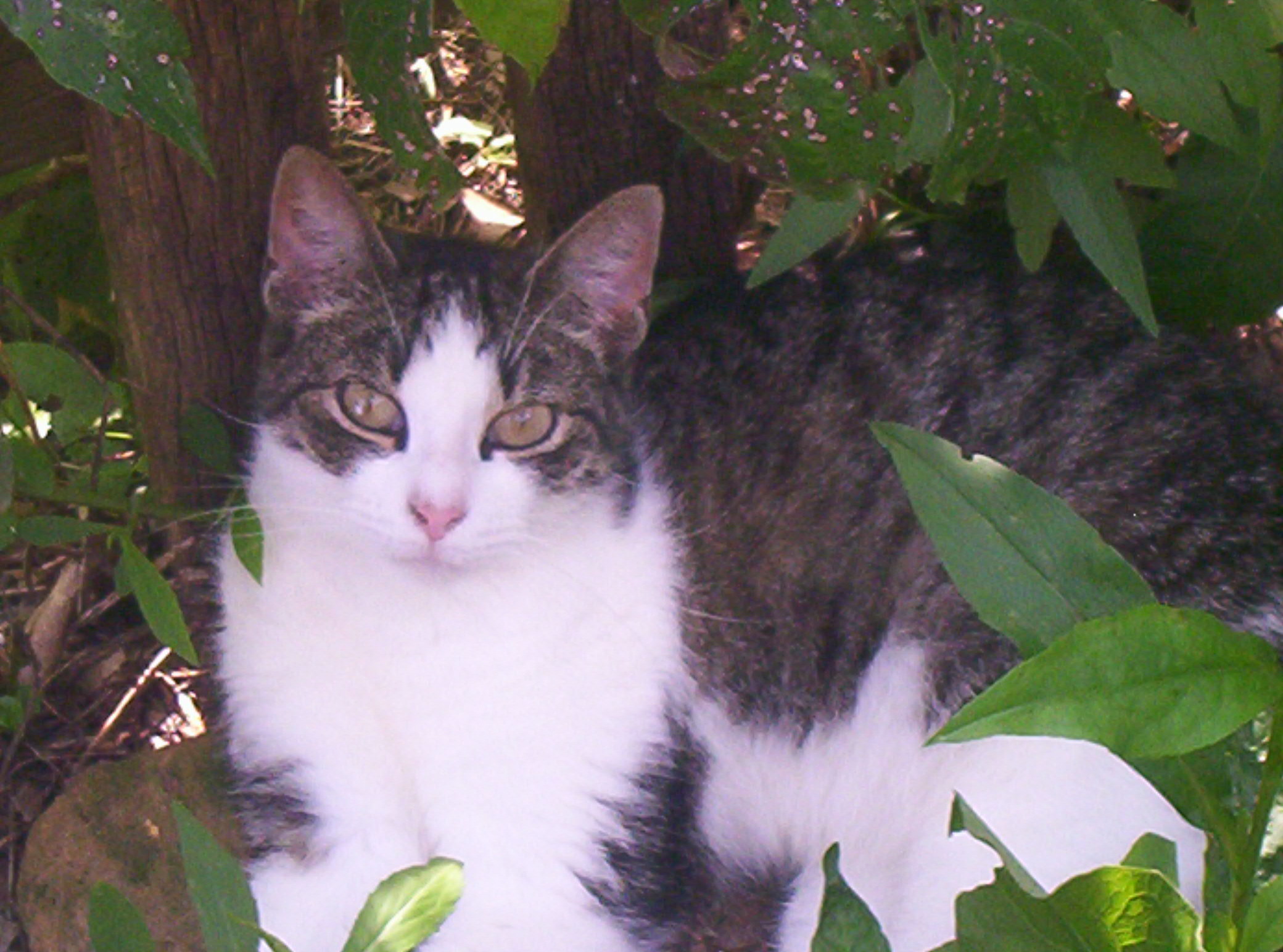 Sadie--Very Sweet, an adoptable Tiger, Domestic Short Hair in Perrysville, OH, 44864 | Photo Image 1