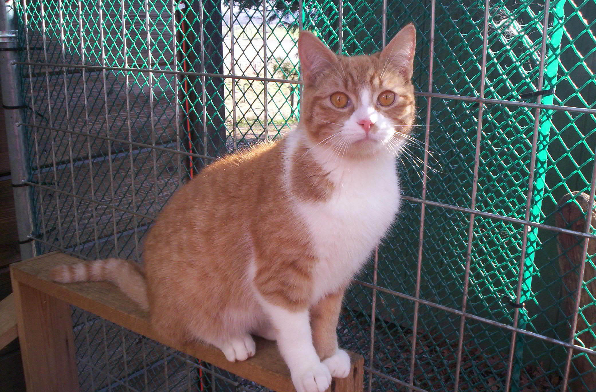 Matthew (Sweet Lovebug), an adoptable Domestic Short Hair in Perrysville, OH, 44864 | Photo Image 2