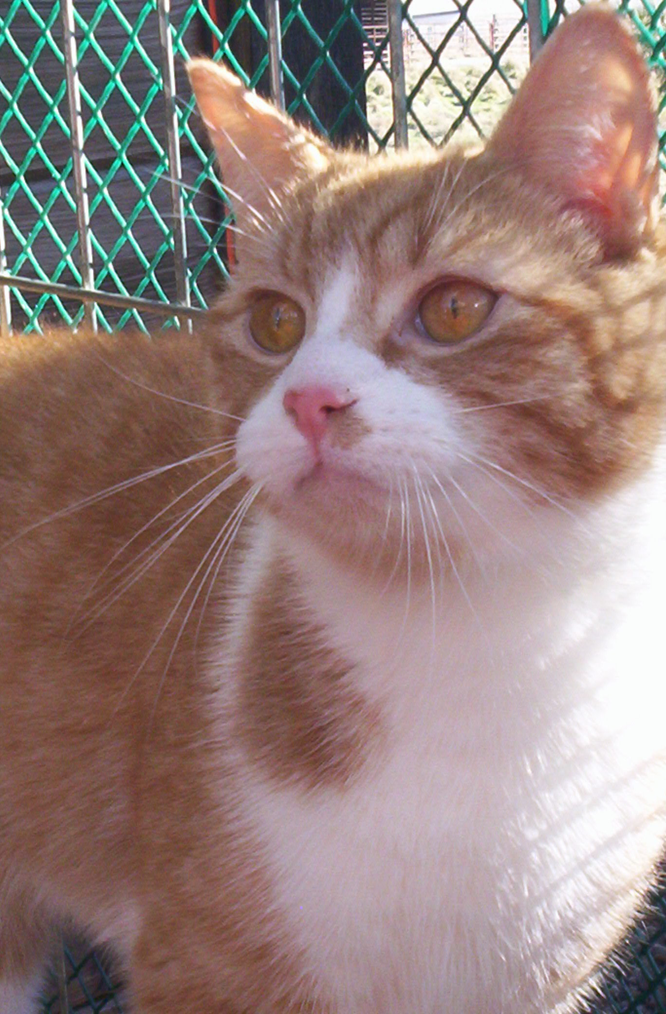 Matthew (Sweet Lovebug), an adoptable Domestic Short Hair in Perrysville, OH, 44864 | Photo Image 3