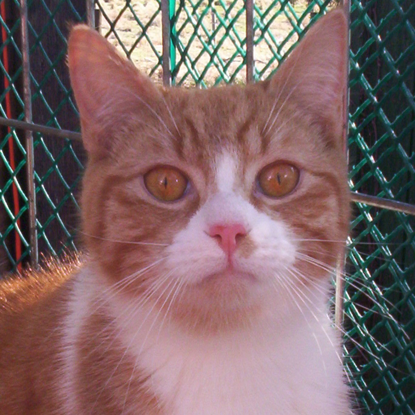 Matthew (Sweet Lovebug), an adoptable Domestic Short Hair in Perrysville, OH, 44864 | Photo Image 1