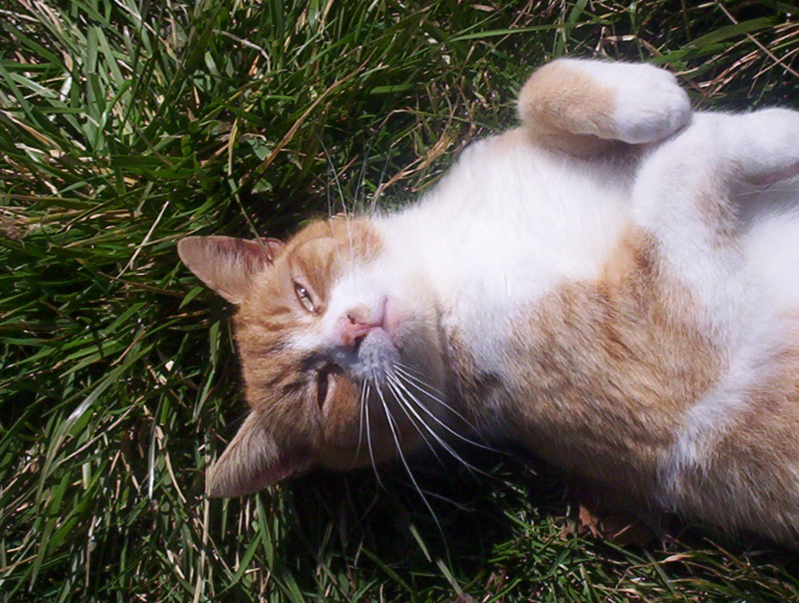 Matthew (Sweet Lovebug), an adoptable Domestic Short Hair in Perrysville, OH, 44864 | Photo Image 5