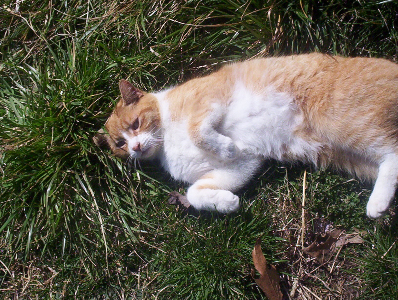 Matthew (Sweet Lovebug), an adoptable Domestic Short Hair in Perrysville, OH, 44864 | Photo Image 6