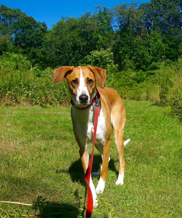 Katie, an adopted Hound Mix in Scituate, MA_image-2
