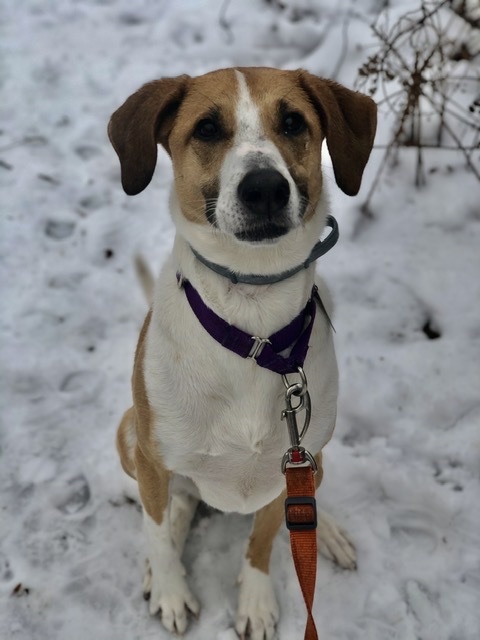 Katie, an adopted Hound Mix in Scituate, MA_image-4