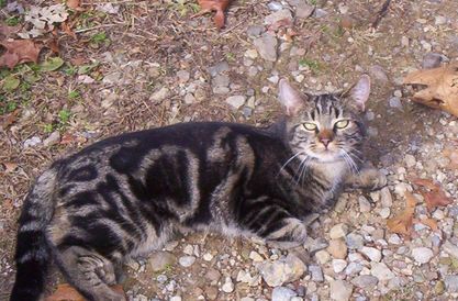 Daisy (Sweet & Petite), an adoptable Tabby in Perrysville, OH, 44864 | Photo Image 2